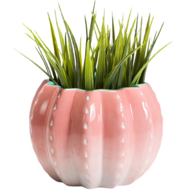 Barrel Cactus Planter 8cm H x 13cm W